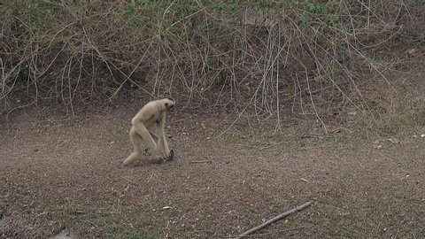 comical langur monkey with large claws walks on hind legs on dry grass ground in animal enclose in zoo slow motion