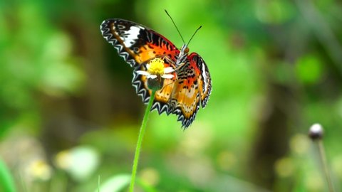 4K.UHD 2160P- Close up Beautiful Butterfly On Grass Flower In Summer Sun.