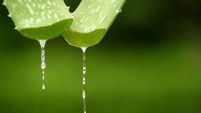 Fresh aloe vera with jelly droplet in green blurred background,freshness concept