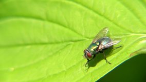 In this 250 fps slow motion video you see a green fly rubbing its front legs.
