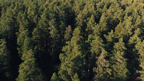 Coniferous forest top view aerial photography a dense pine forest of pines and firs at sunset, close up. Drone photography. Coniferous and deciduous trees. Panoramic view of the tops of the pine
