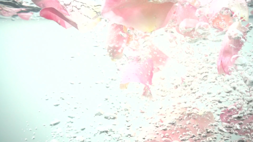 Petals of Roses Fall in Stock Footage Video (100% Royalty-free