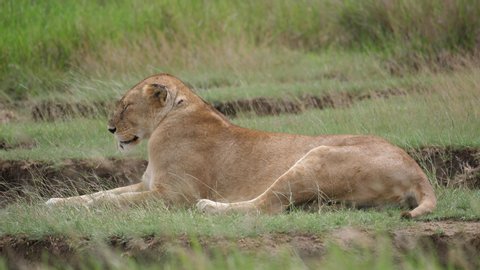 Beautiful Lioness Mother is resting. Tanzania, Serengeti, Africa
