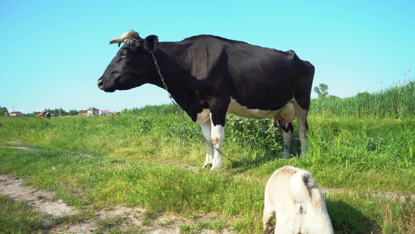 Pug playing and teases a cow in the meadow
