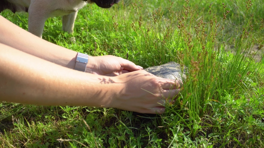 Dog and turtle on the meadow.