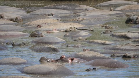 Biggest Hippo Pool. Over hundred hippopotamus in the Lake. Many Oxpecker Birds around. Serengeti, Tanzania, Africa