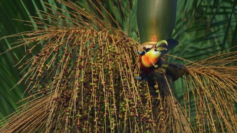Red-breasted Toucan (Ramphastos dicolorus) sitting on a jucara palm