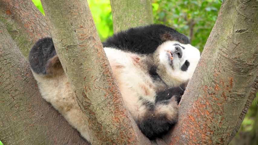A lazy giant panda sleeps in the twig.