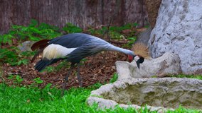 4K video of crowned crane in Thailand.
