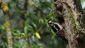 A pretty male Great spotted Woodpecker, Dendrocopos major, perching on the edge of its nesting hole in a Willow tree, feeding his babies.