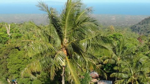 Aerial drone parallax shot of a big palm tree surrounded by a tropical forest with its leaves blowing in the wind
