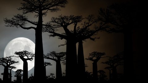 Baobab Trees Forest by Night with Full Moon: the Avenue of the Baobabs in Madagascar, Africa