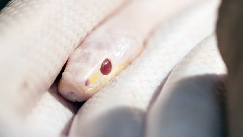 Extreme Close-Up Eyes Golden Thai Python (Python bivittatus).