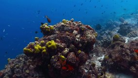 Blue ocean and healthy tropical reef with swimming fish. Scuba diving on the coral reef, underwater video. Vivid marine life in the sea. Aquatic wildlife, corals and fish.