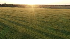 Video from a drone of a green field in the setting sun