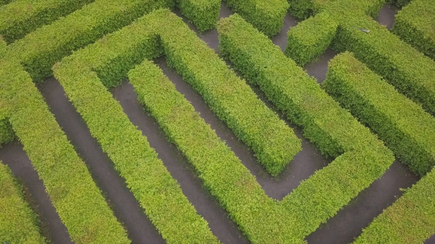 Aerial view of maze, green labyrinth in park, drone point of view from above.