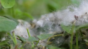 Closeup view of white fluffy seeds of poplar trees laying on graound outdoors. Season of spring allergy concept. Real time full hd video footage.
