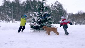 Cute children and their companion friend red dog or Cocker Spaniel, play together outdoors in winter on white snow. Boys and dog running around the Christmas tree, playing catch-up, stock video