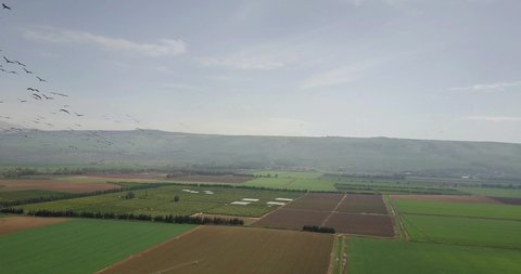 Flying close to Common Cranes in flight over Hula Valley
Hula Valley, Wheat fields and Common crane in flight, Upper Galilee in background, drone shot, Israel
