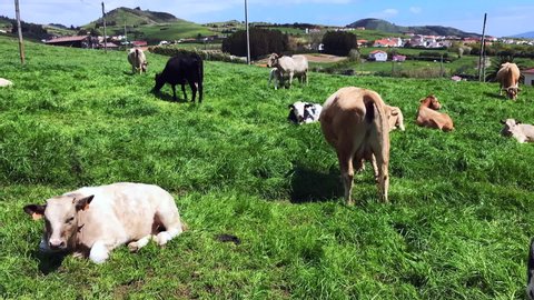 Timelapse of Cows in a green field near some houses, with Pico island on the background, during a sunny day