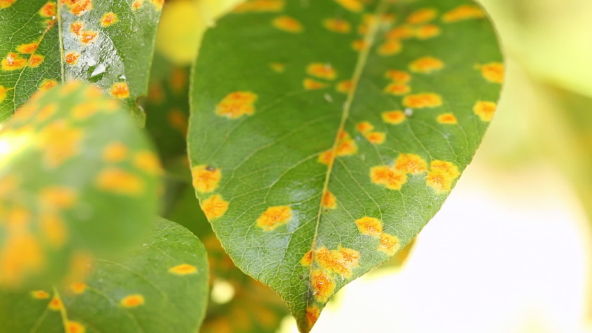 Plant Disease Yellow Orange Red Spots Stock Footage Video (100% Royalty ...