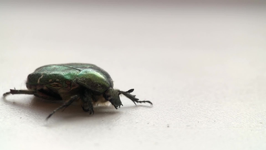 Video Stok green beetle close-up shiny shell crawling (100% Tanpa Royalti) ...