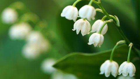Blossoming flowers of lily of the valley swaying in the light wind outdoors in summer garden. 4K resolution video macro shot.