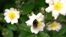 A bumblebee collects pollen in a white blossom. Detailed Macro shot in slow motion.
