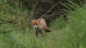 A female Red Fox, Vulpes vulpes, is feeding at the entrance to her den and cubs can be seen behind her.