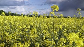 Blooming canola field. Rape on the field in summer. Bright Yellow rapeseed oil. Flowering rapeseed. Full HD video footage 1080p