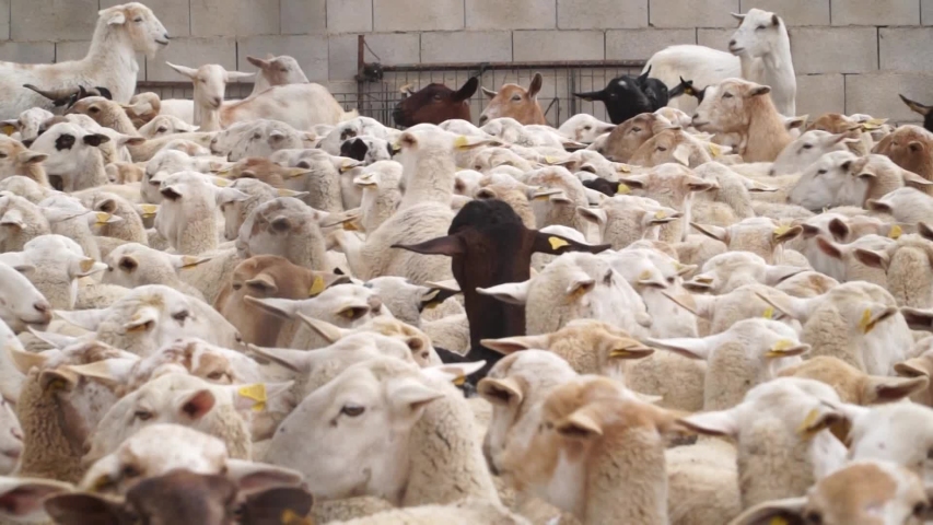 Large Flock Of Sheep In Farmyard