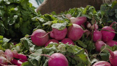 Shot of organic radishes in a bin that are ready to eat at a farmers market. Shot on a Canon C200 in 4K in Phoenix, Arizona in 2019.