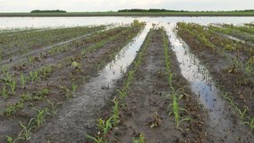 Rows of young green corn plants in field damaged in flood, zoom in video,
agriculture in spring