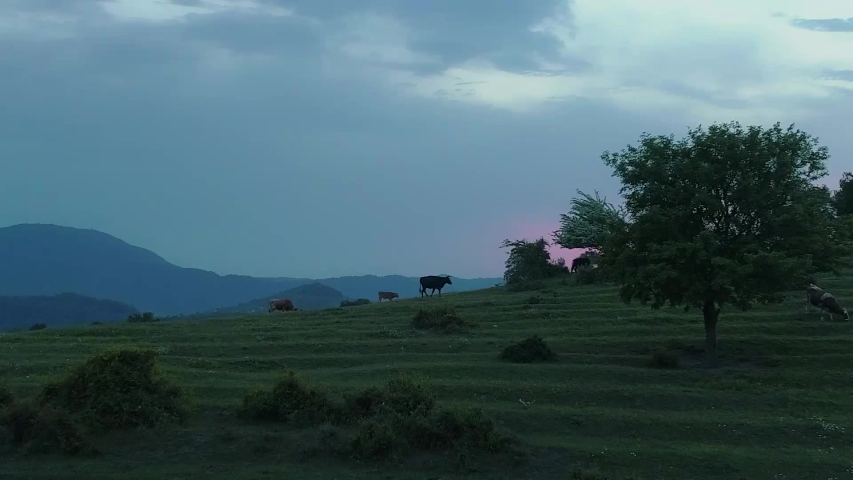 Aerial silhouette of walking cow with a sunset sky and mountains at background, Green alpine meadow