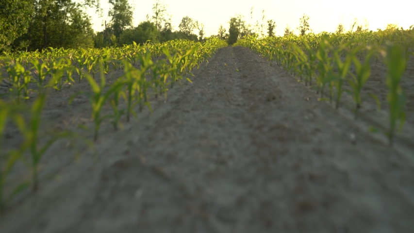Warm summer sunset over cornfield