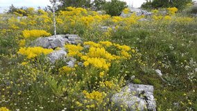 Meadow full of flowers, spring time, beautiful 4k video