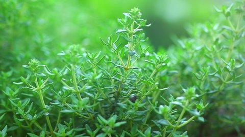 Thyme herb growing in a garden. Organic herbs. Thyme plant close-up. Aromatic herbs. Seasoning, cooking ingredients. Slow motion 4K UHD video