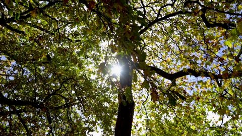The sun through the trees