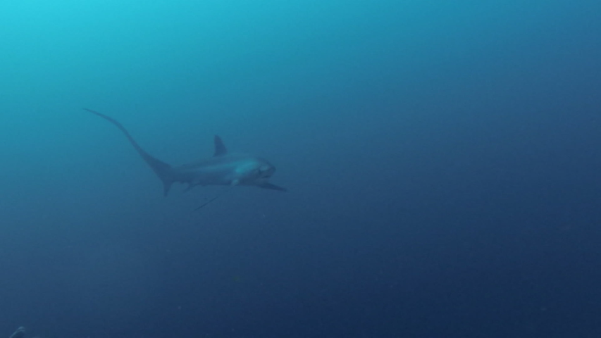 Underwater Video Of Pelagic Thresher Shark Approaching Very Close Up At Monad Shoal In The Visayan Sea Malapascua Philippines Royalty-Free Stock Footage #1030720145