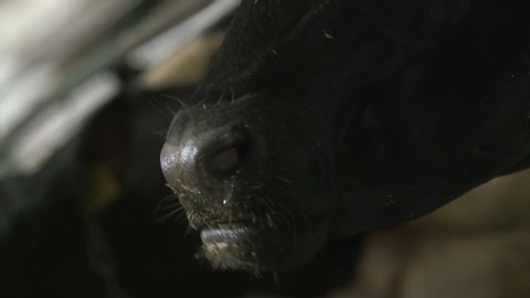 Big black cow with aggressive muzzle looking and smirking in a big cowshed