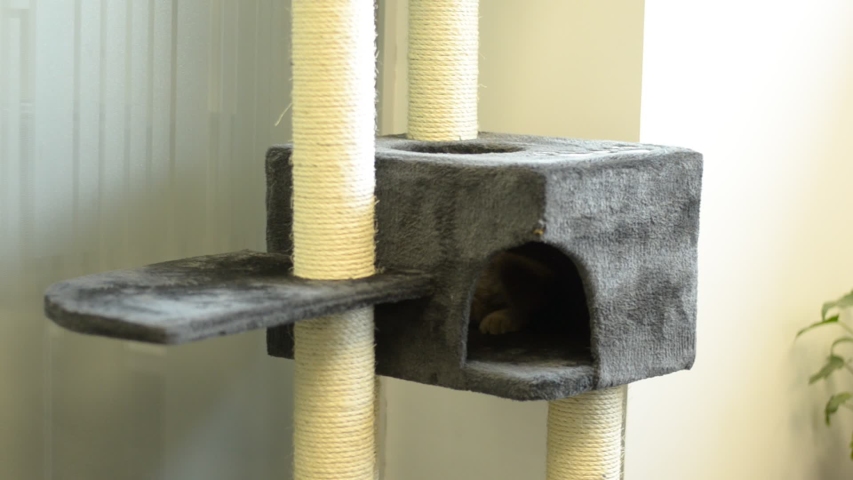 exotic cat trees