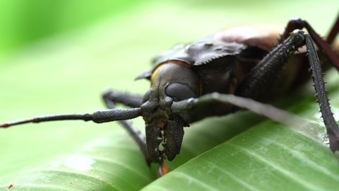 Giant Fijian longhorn beetle from island Koh Phangan, Thailand. Close up, macro. Giant Fijian long-horned beetle, Xixuthrus heros is one of largest living insect species.Large tropical beetle species