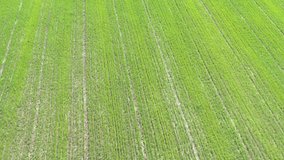 Tractor tire marks in the cultivated agricultural field 4K drone video