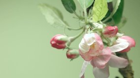 Apple Spring flowers opening. Beautiful Spring Apple tree blossom open timelapse, extreme close up. Time lapse of Easter fresh pink blossoming apples closeup on green background. Blooming 4K UHD