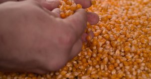 Hands take inspecting check Corn beans 4K video background