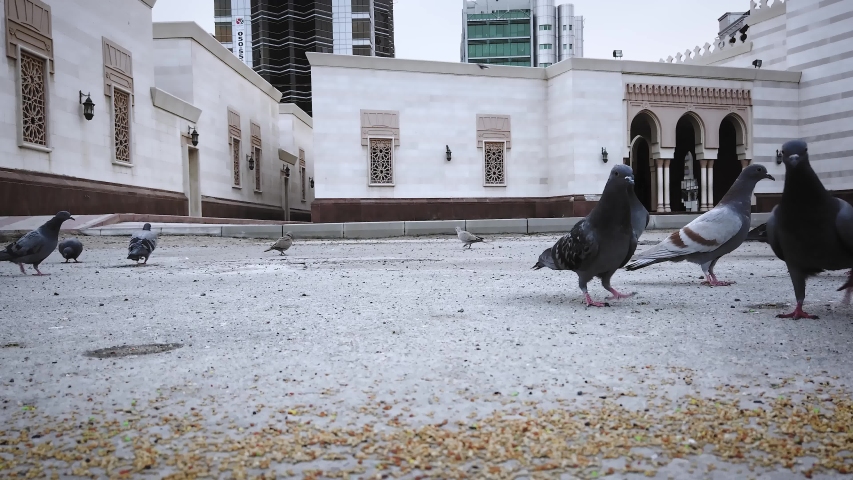 Wild pigeons flying over the mosque at a cloudy day
