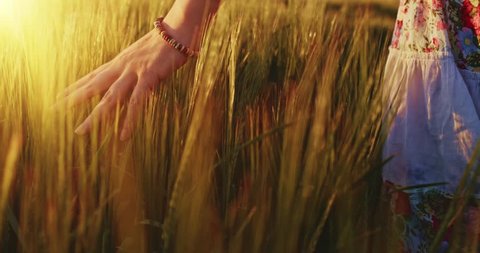 Close-up of woman's hand running through wheat field, dolly shot. Slow motion 120 fps. Filmed in 4K DCi resolution. Girl's hand touching wheat ears closeup. Sun lens flare.  Good harvest concept. 