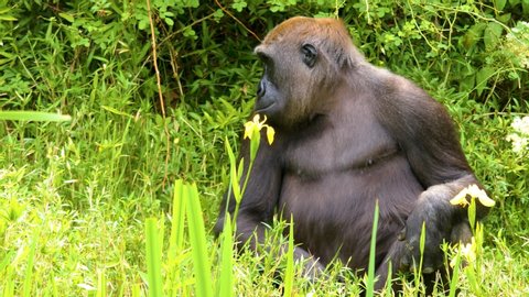 Gorilla sitting and looking around and than walks away