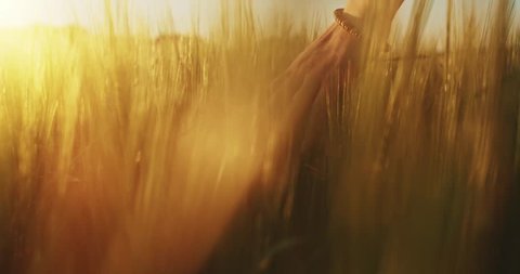 Close-up of woman's hand running through wheat field, dolly shot. Slow motion 120 fps. Filmed in 4K DCi resolution. Girl's hand touching wheat ears closeup. Sun lens flare.  Good harvest concept. 