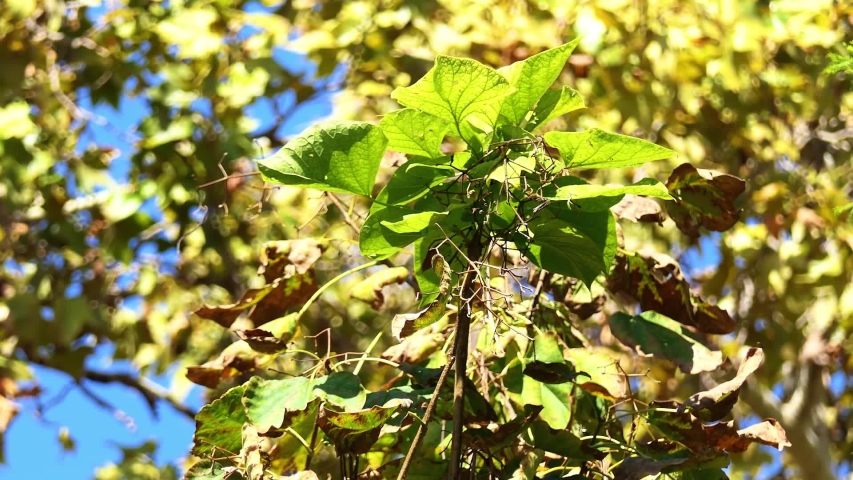 Catalpa ovata, the yellow catalpa or Chinese catalpa, is a pod-bearing tree native to China. Compared to C. speciosa, it is much smaller, typically reaching heights between 6 and 9 m.